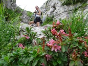 11 In Alben fioritura di rododendro rosa ( Rododendron hirsutum)